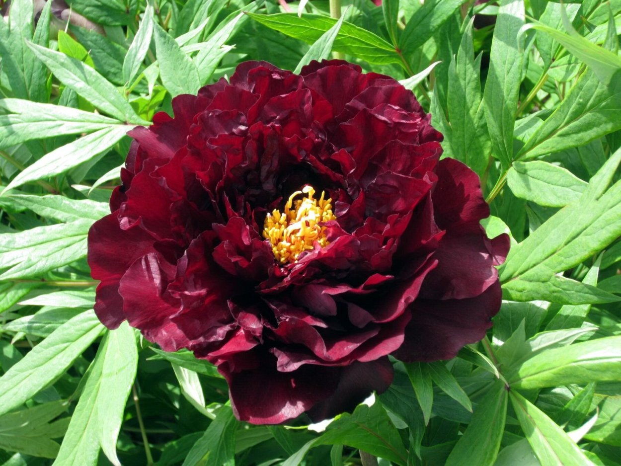 Paeonia Sonoma Velvet Ruby
