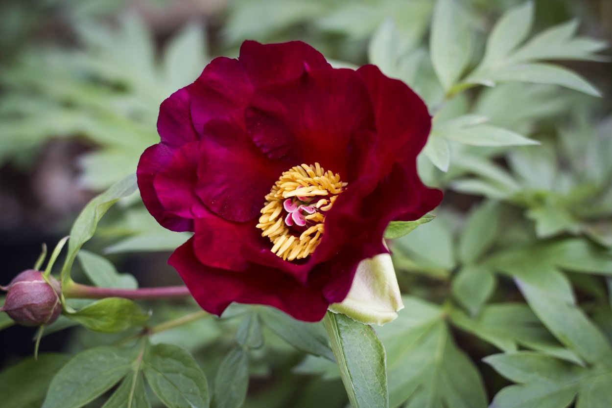 Пион древовидный Блю Чиф