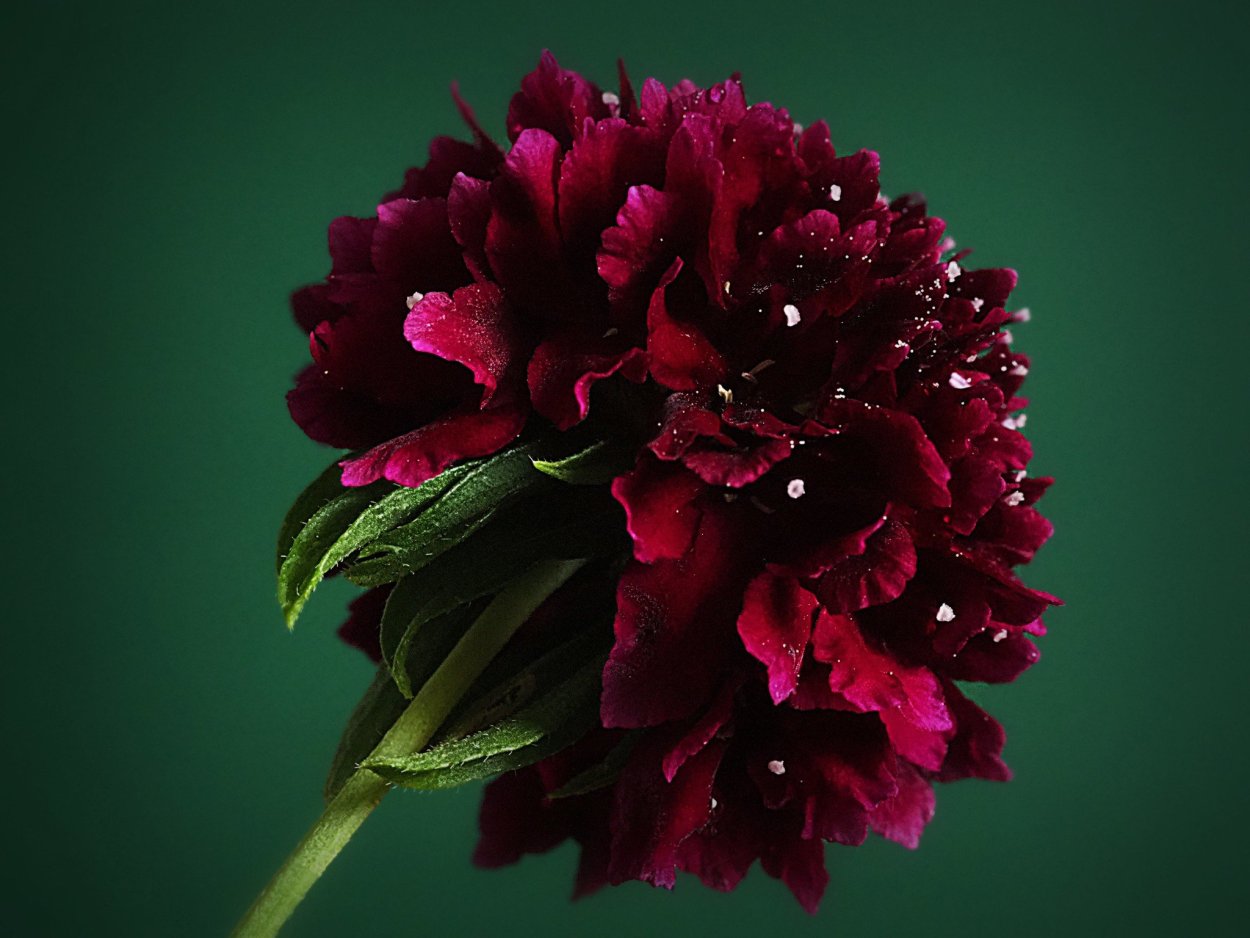 Пион Francois Ortegat