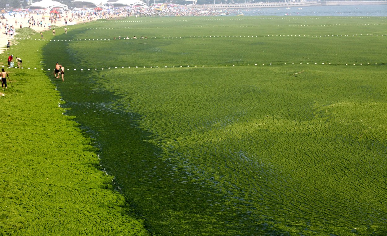 Синие водоросли