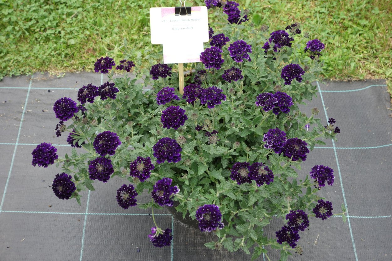 Пионы темные