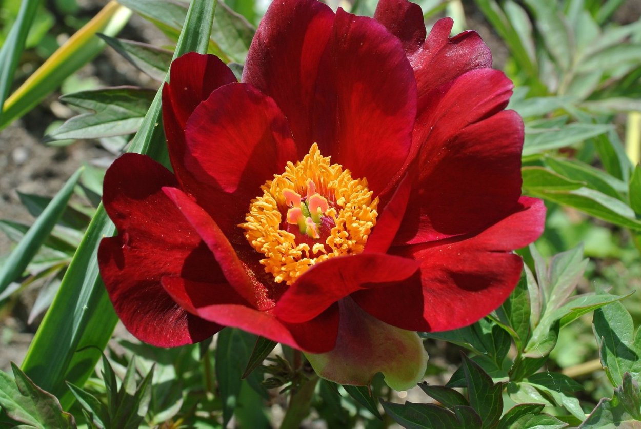 Пион древовидный черный лоск