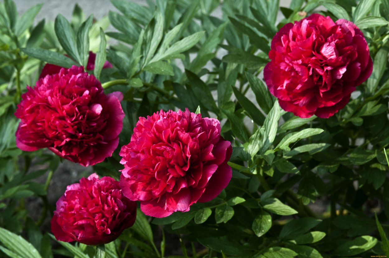 Пион розовый полубоком на темном фоне