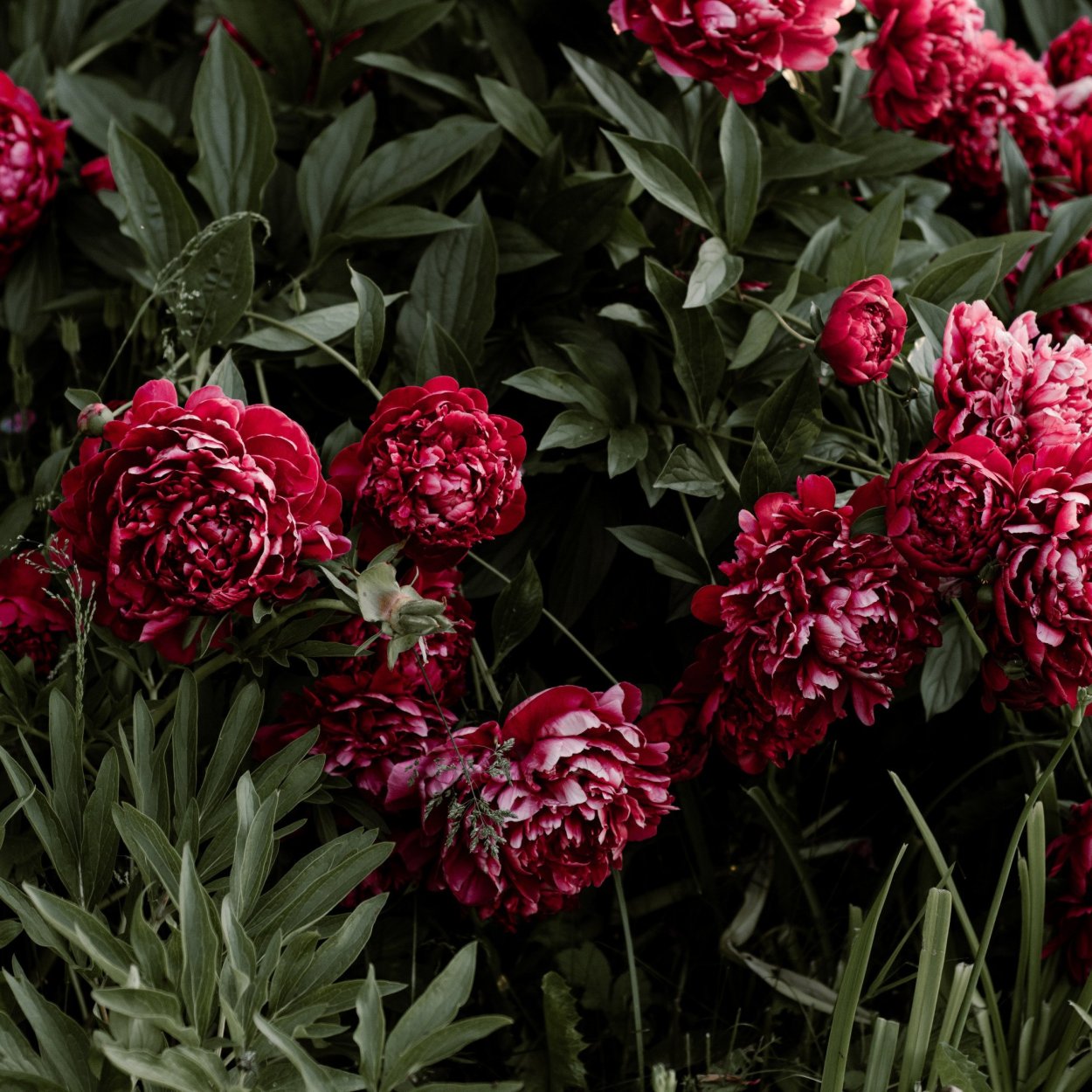 Коричневые пионы