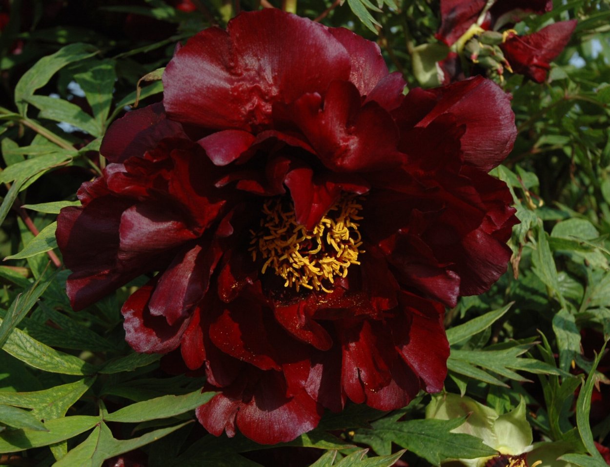 Пион древовидный черная пантера