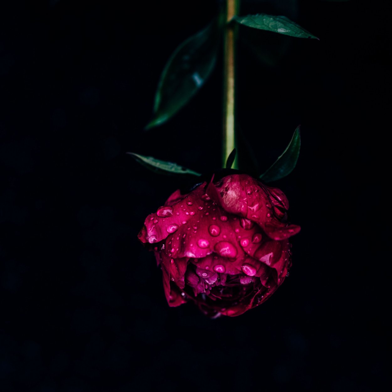 Пионовидная роза бордо