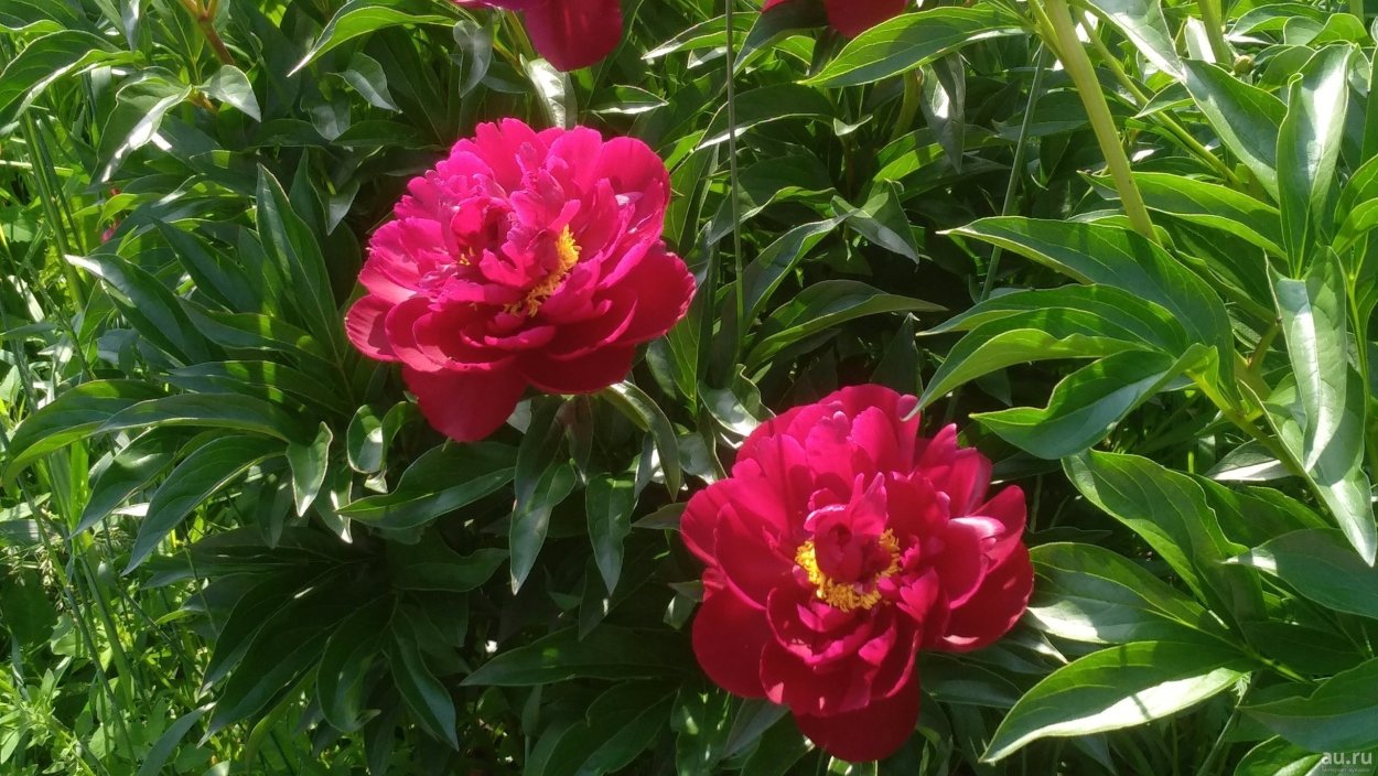 Пион Жан фон Бевезен