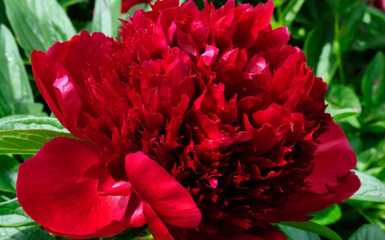 Пион хайлайт Highlight