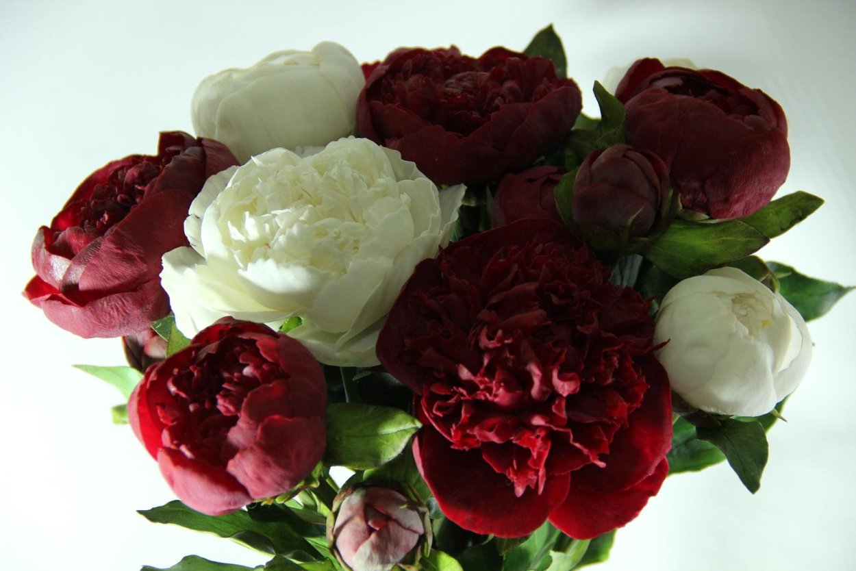 Вербена Блэк вельвет