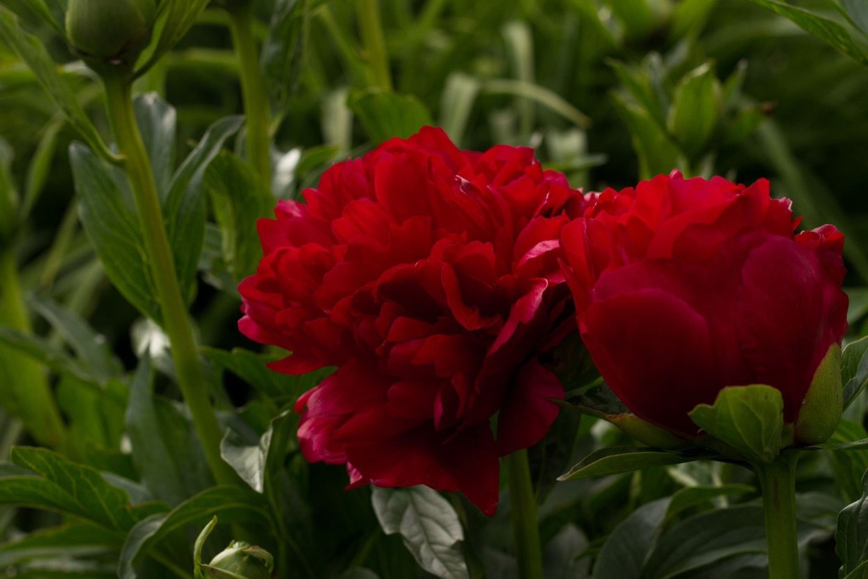 Пион травянистый Кристмас вельвет