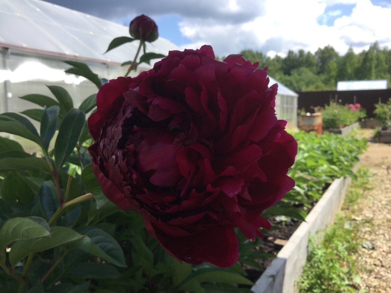 Пион ред Грейс