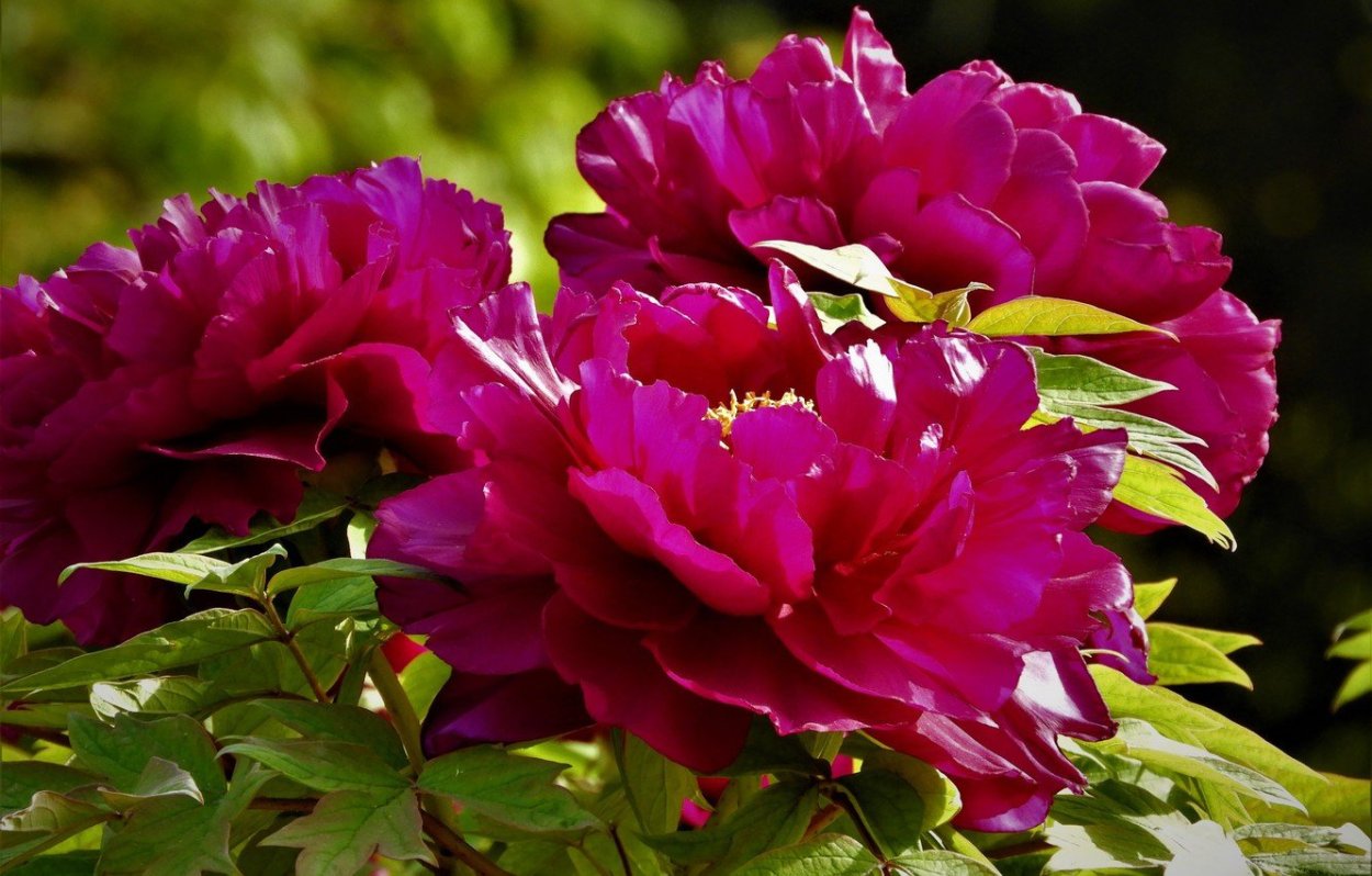 Пион молочноцветковый Red Charme