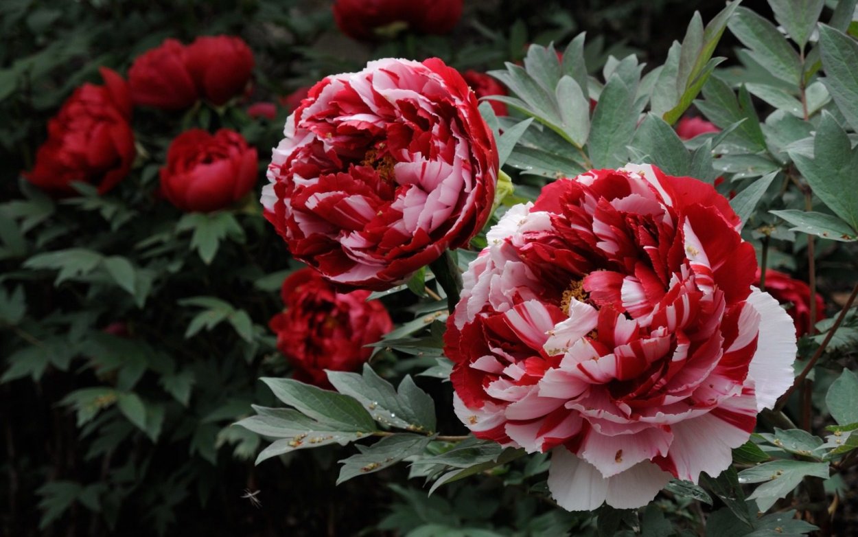 Christmas Velvet пион