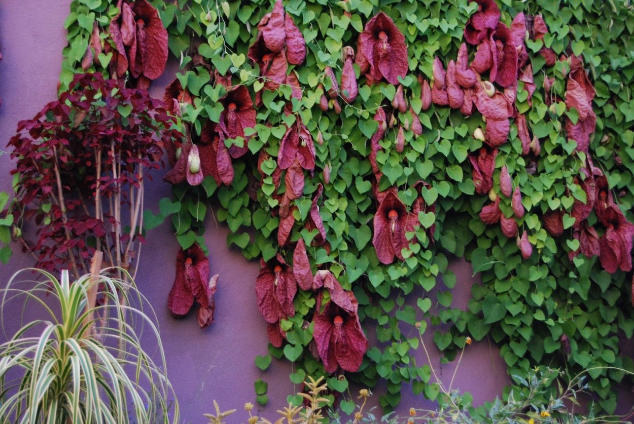 Вьюнок ампельный