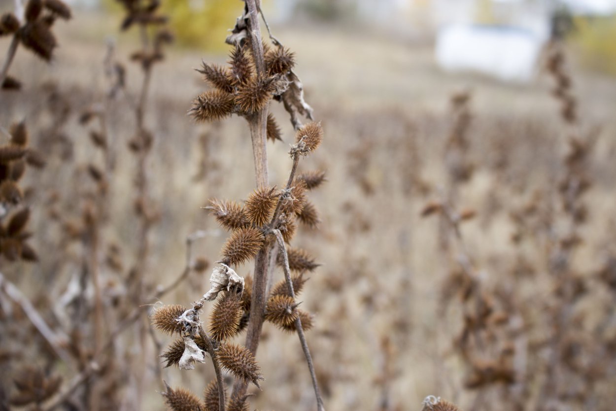 Плющ Хедера Живая изгородь