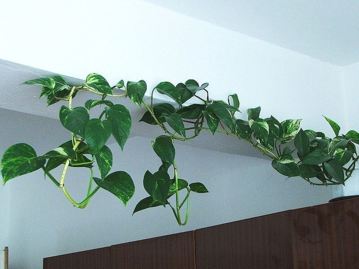 Вегетативное размножение это размножение семенами