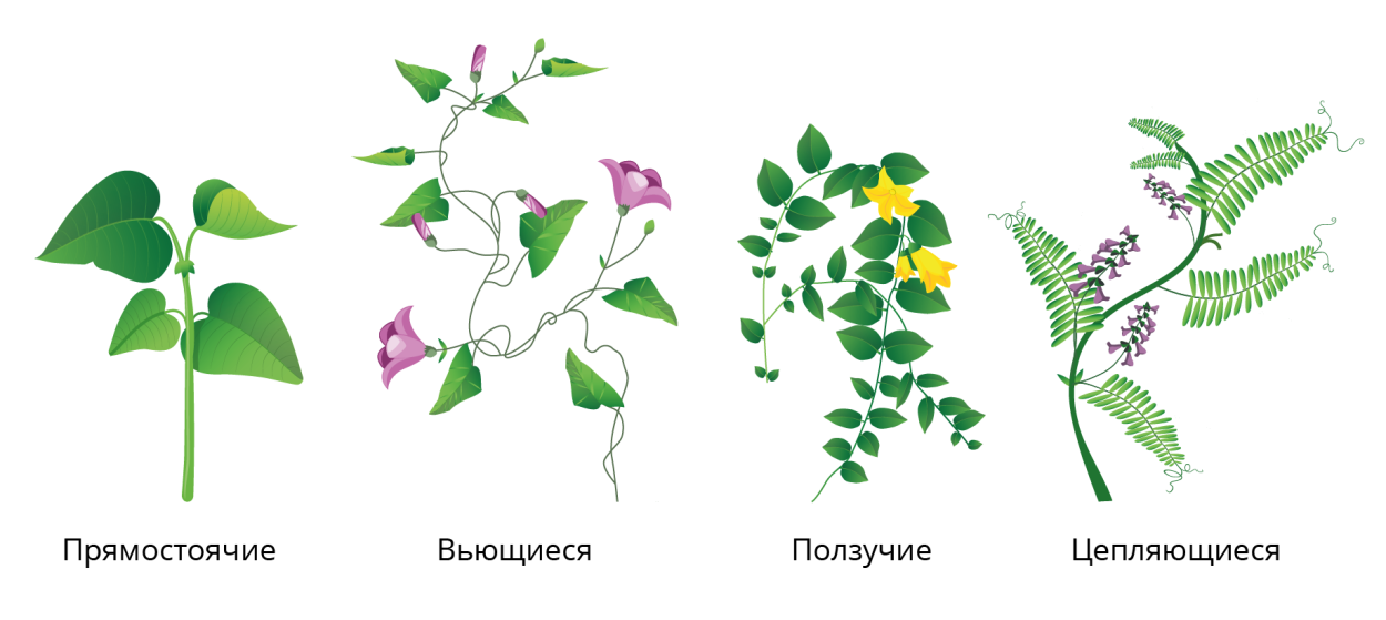 Дикорос колючий цветет синими