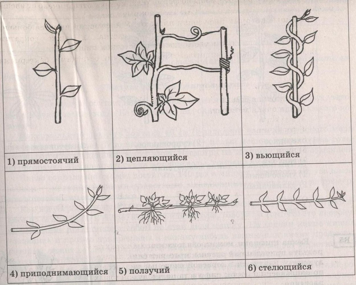 Разнообразие стеблей