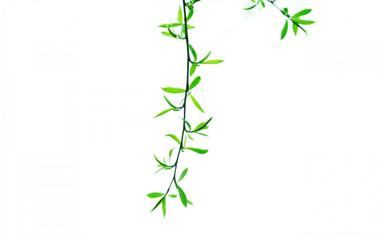 Плющ Хмель Вьюнок