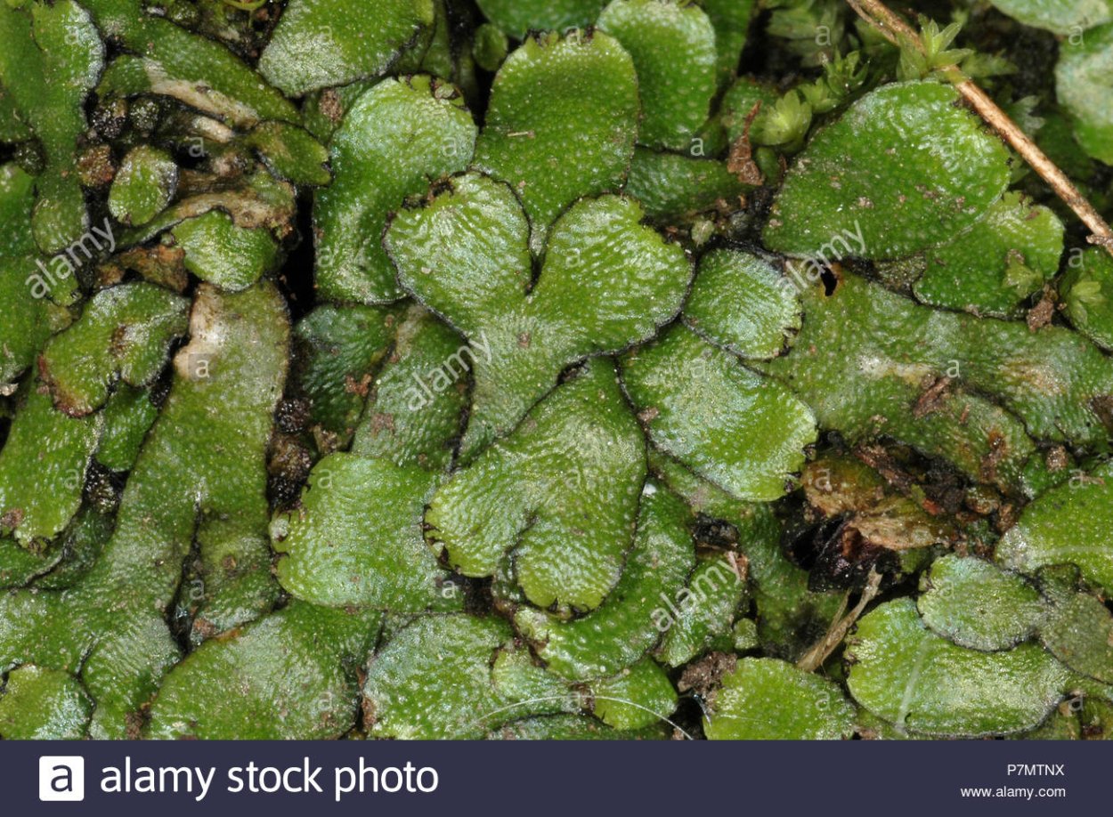 Печёночники мхи