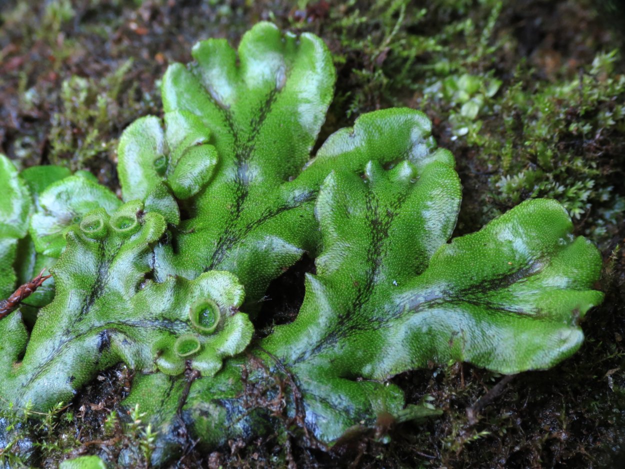 Печеночный мох маршанция