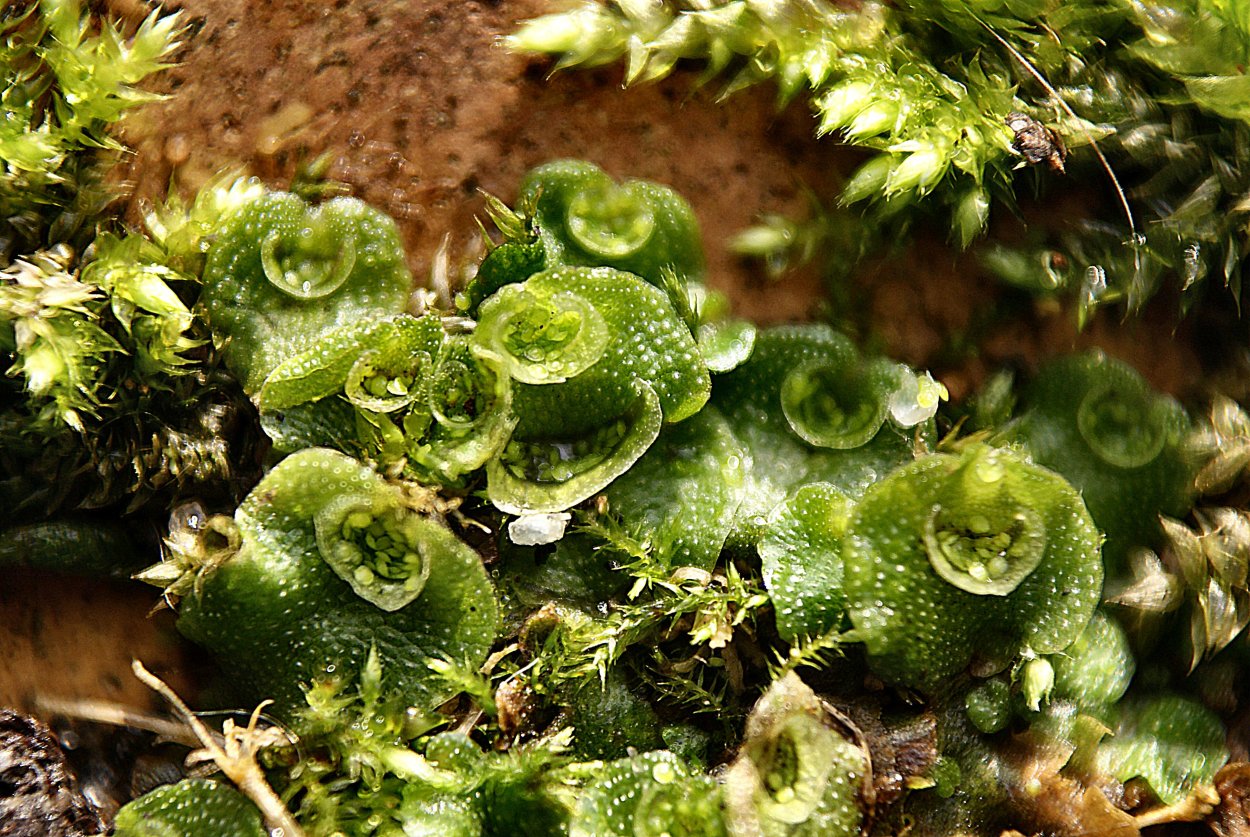 Мохообразные печеночники