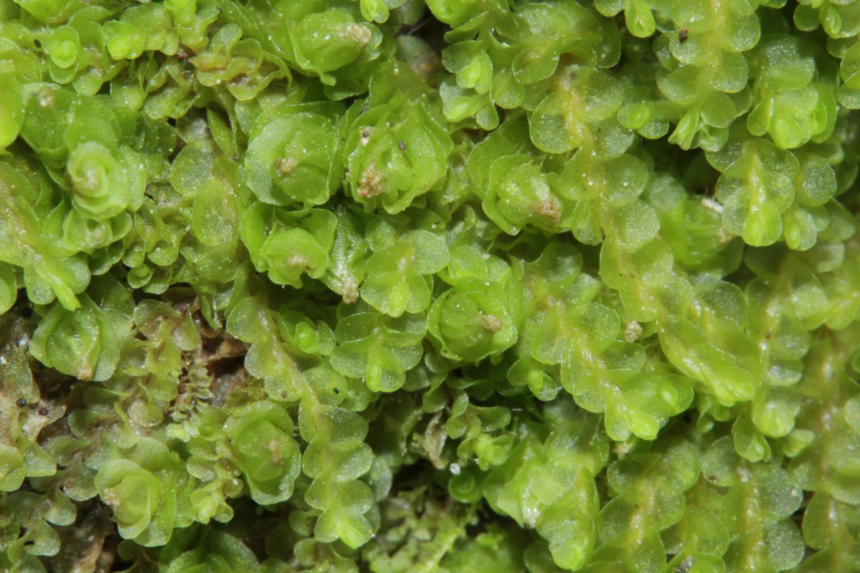 Мох почвенный маршанция