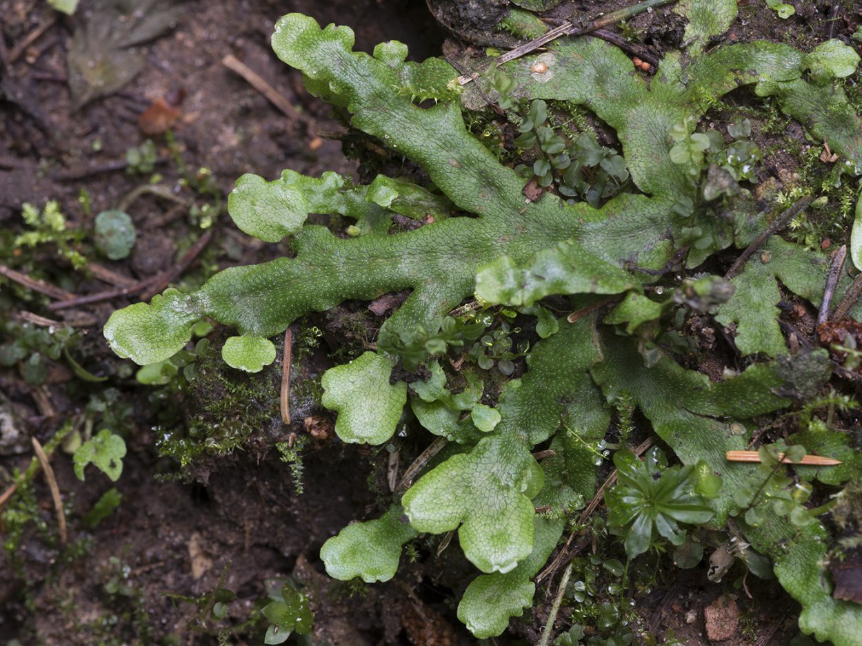 Печеночный мох маршанция