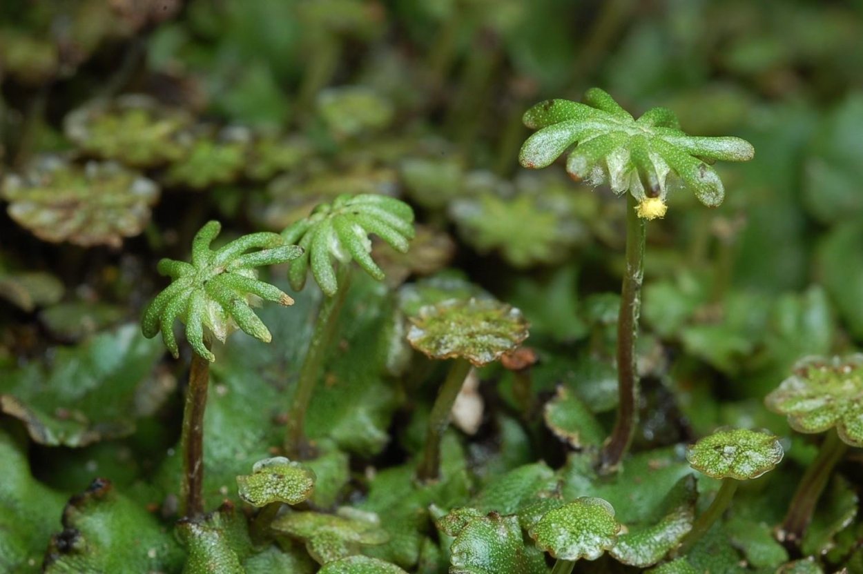 Печёночники мхи маршанция