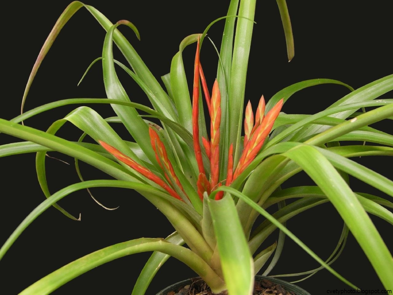 Хлорофитум Пальма