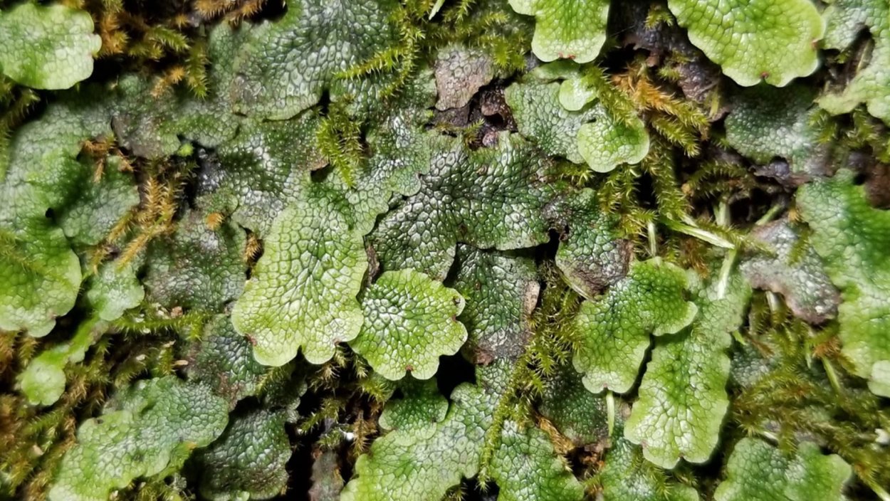 Перихеций маршанция