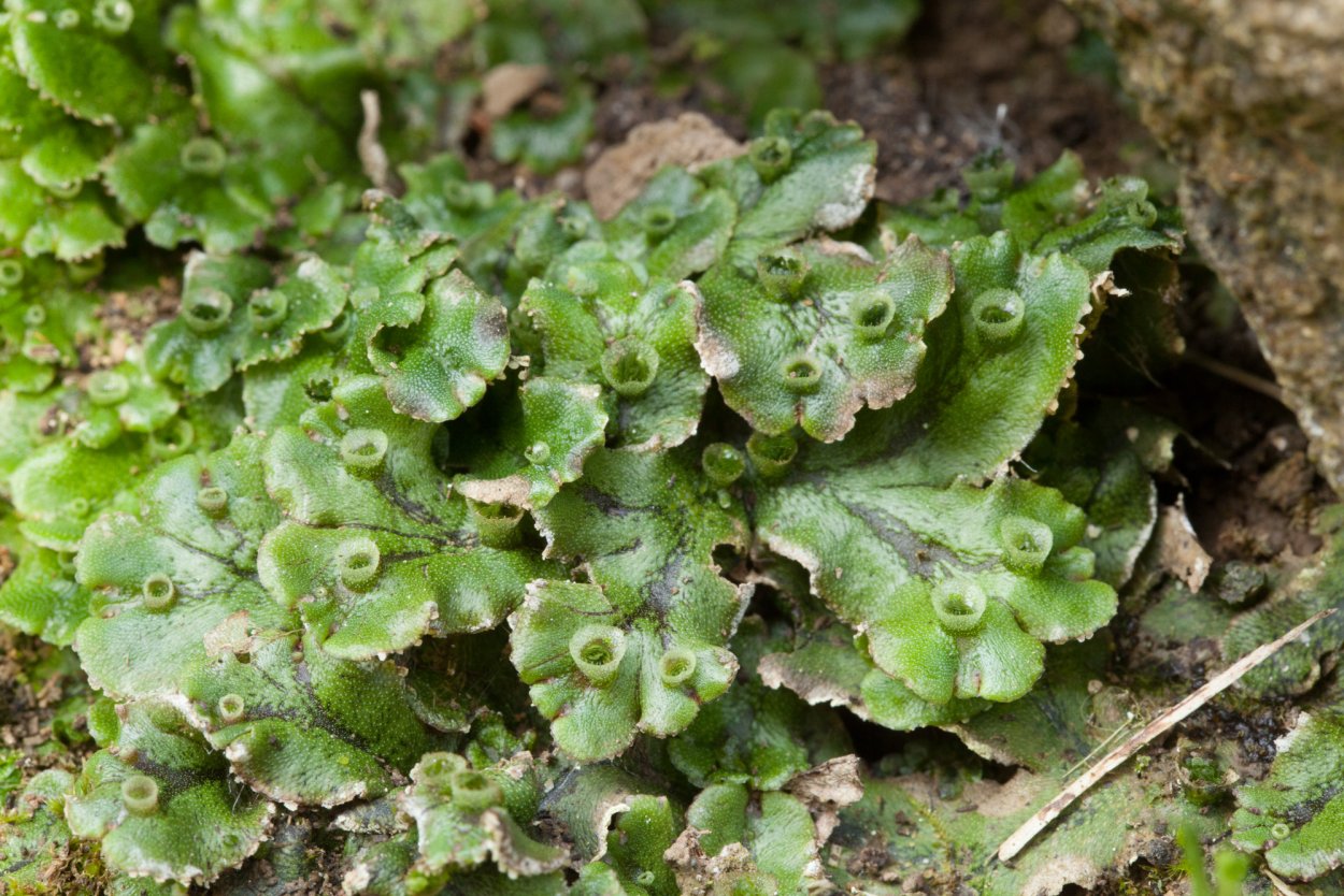 Сфагнум маршанция