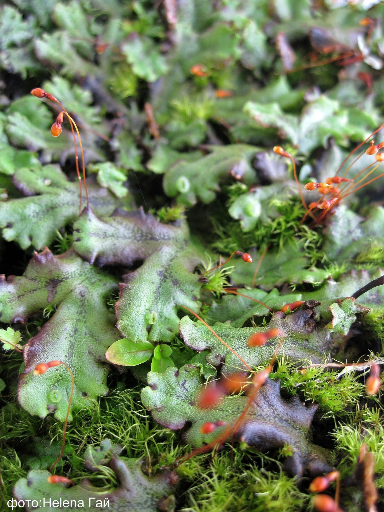 Маршанция мох