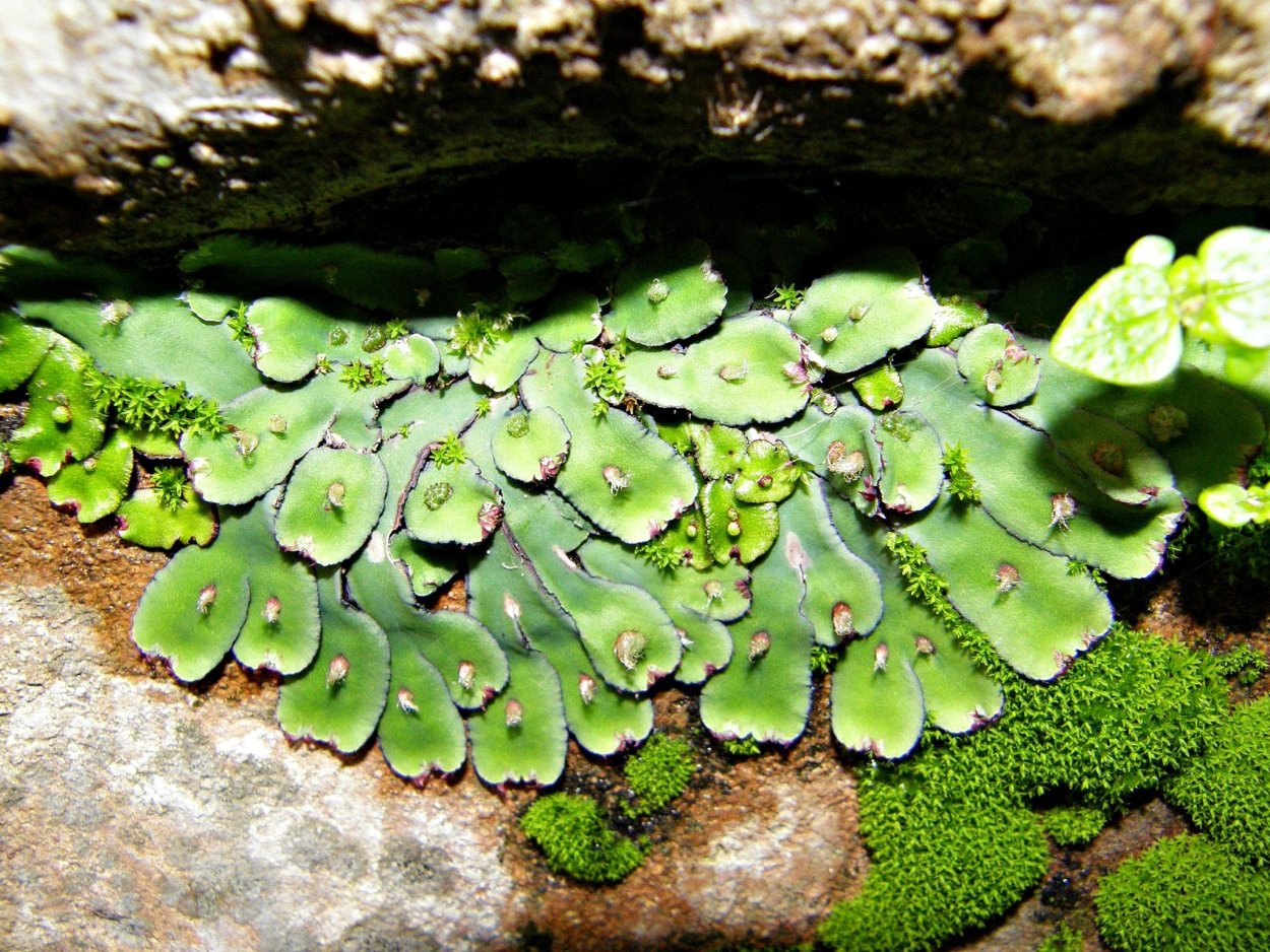 Маршанция мох