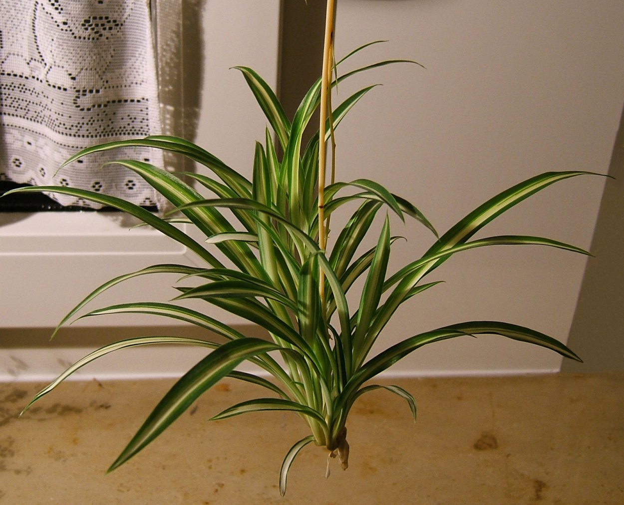 Хлорофитум comosum variegatum