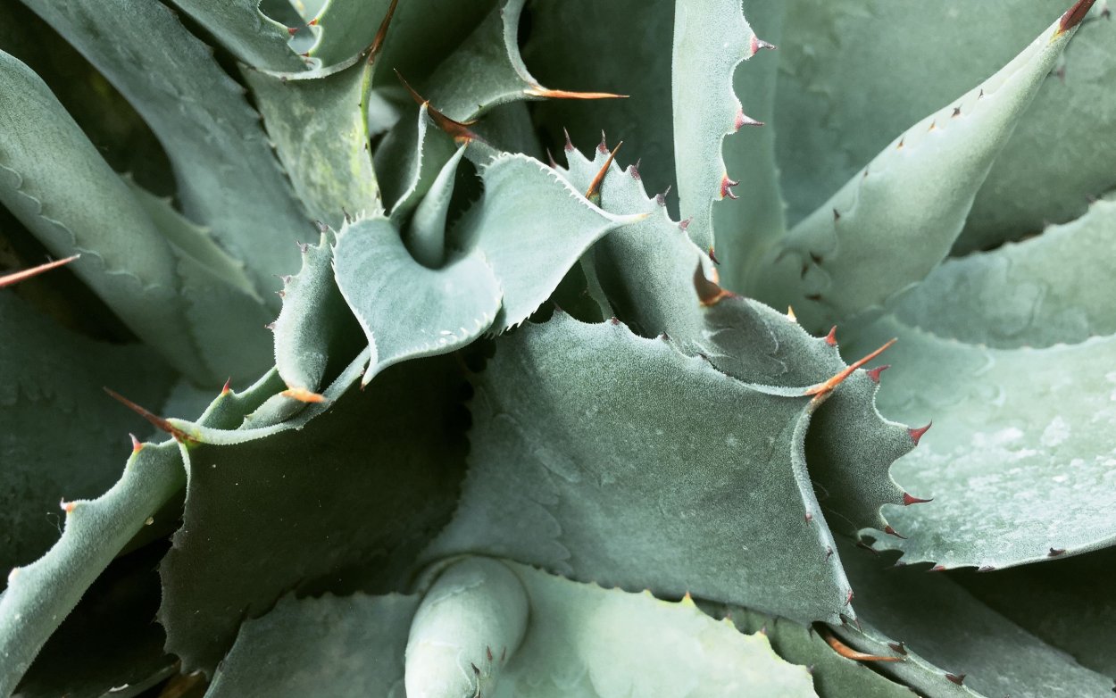 Лилейник и Осока