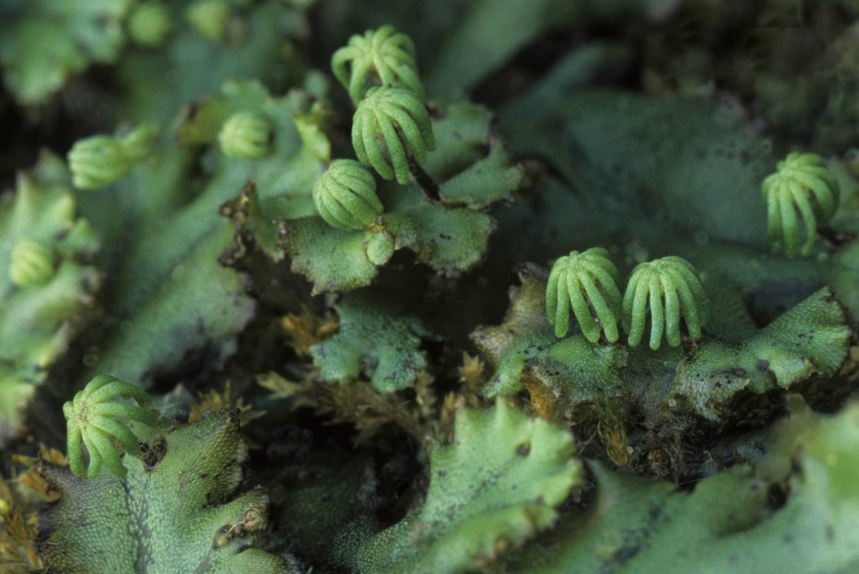 Фиолетовая печеночница