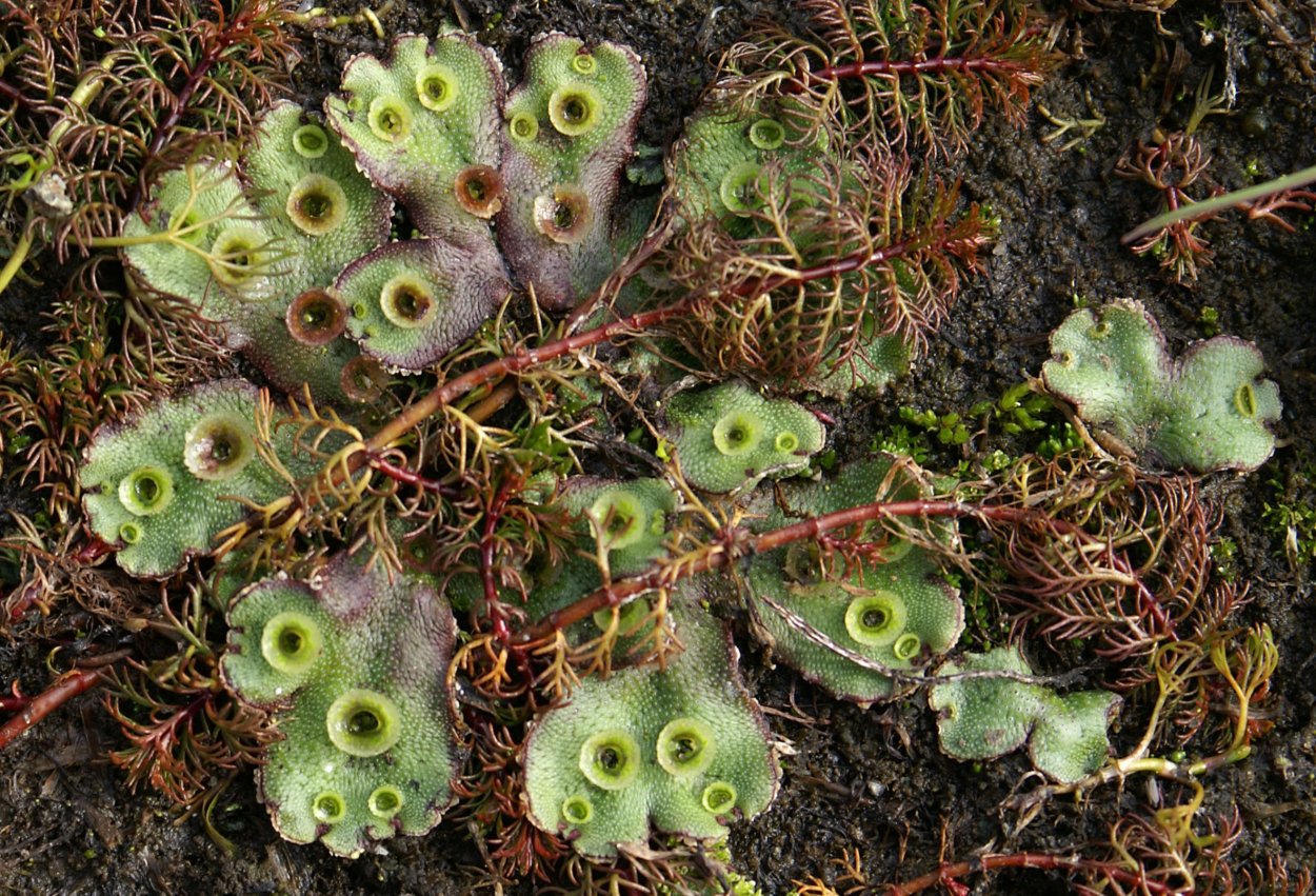 Печеночник или Королевская трава