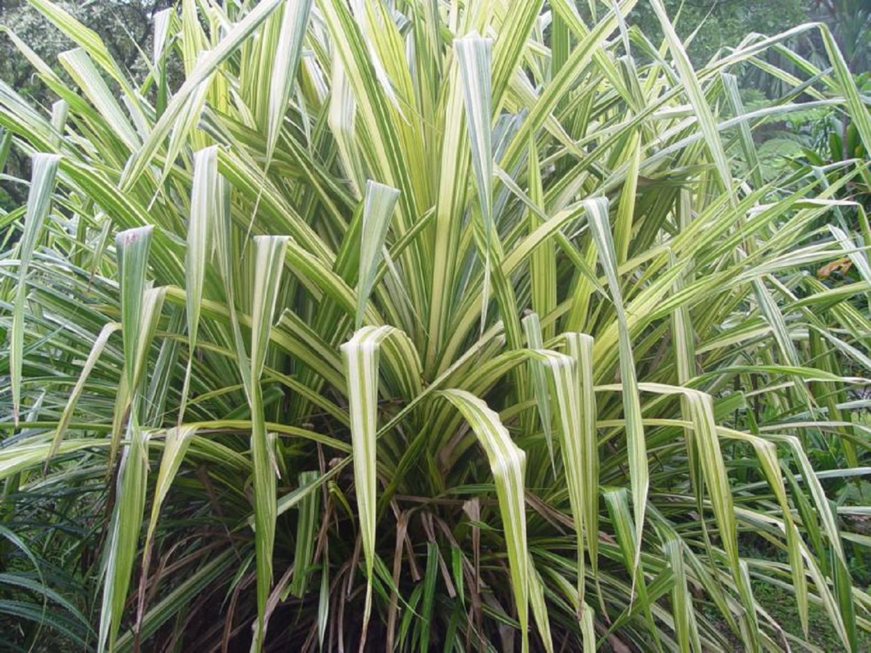 Хлорофитум Капский Chlorophytum