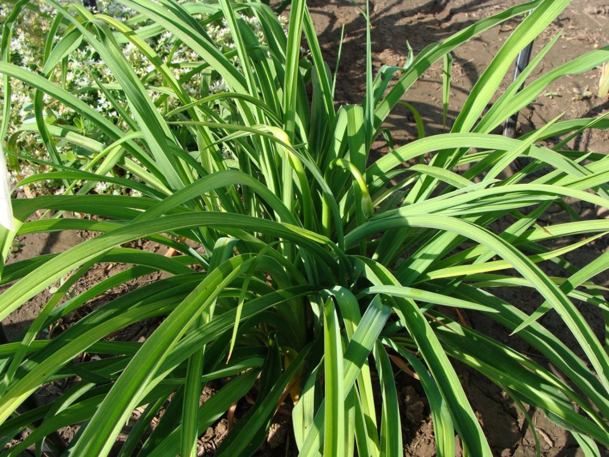 Юкка сизая ,нитчатая