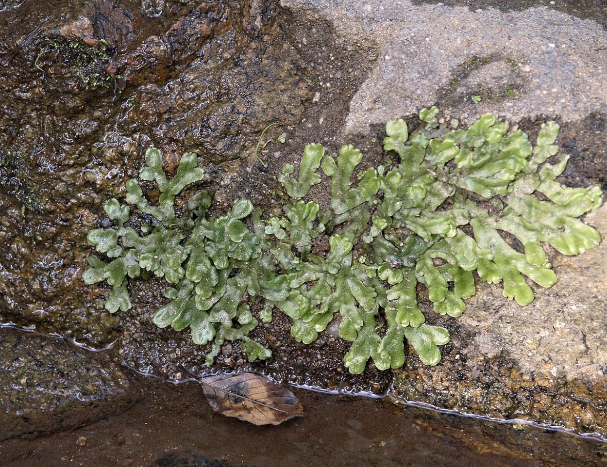 Как избавиться от мха маршанция