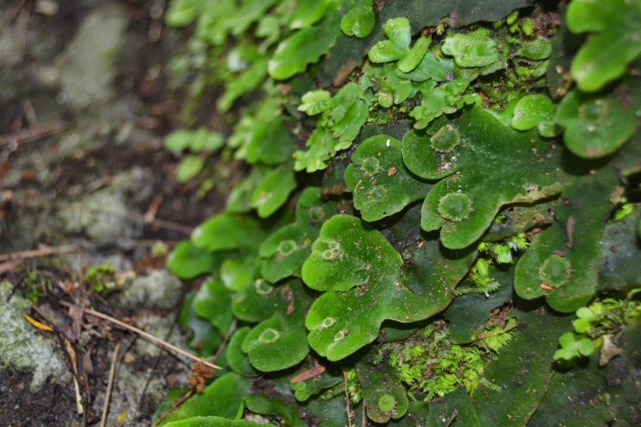 Печёночница японская махровая