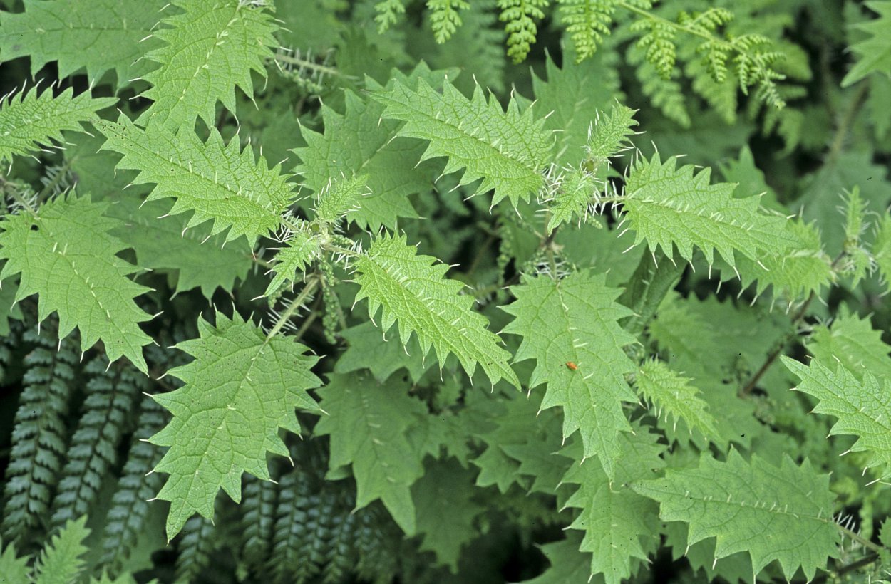 Пальма Юкка панданус