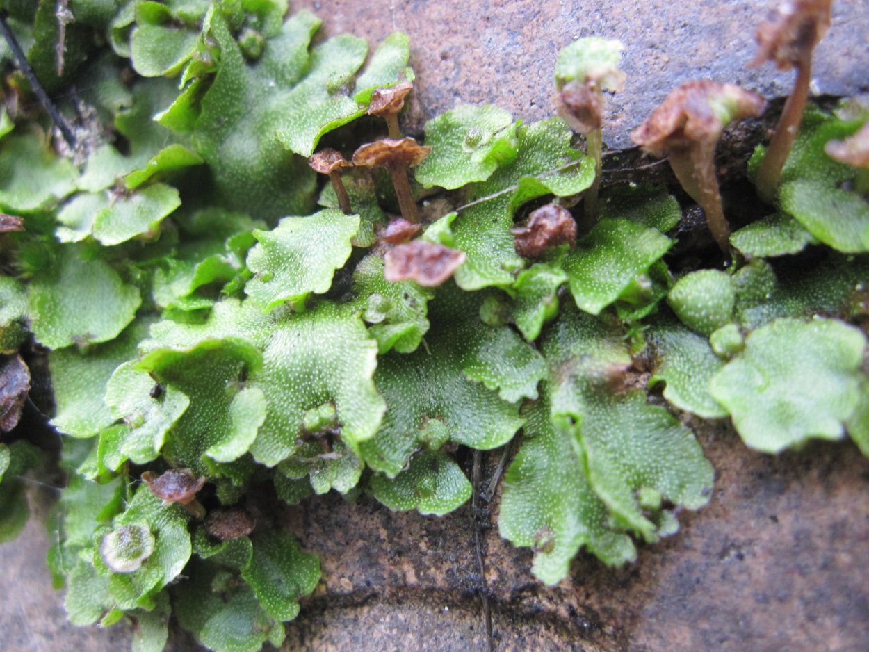 Маршанция гербарий