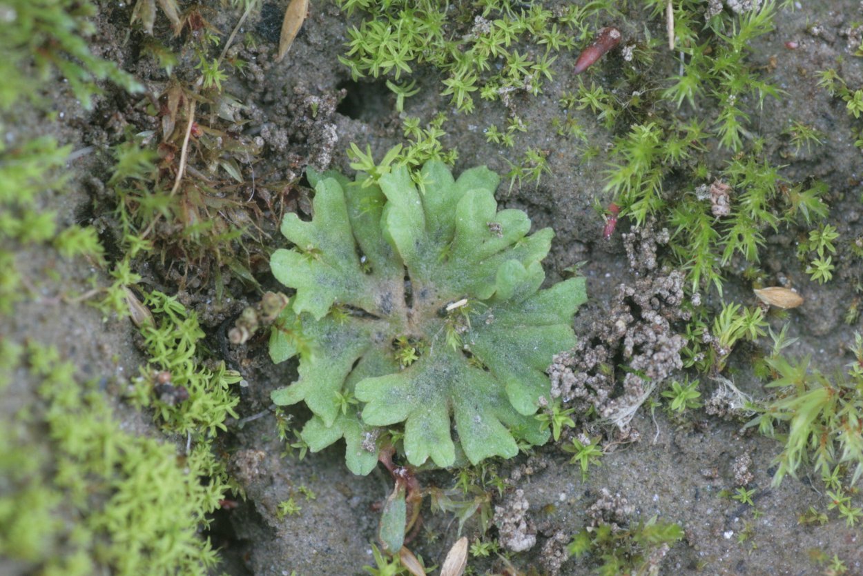 Пеллия эндиевлистная