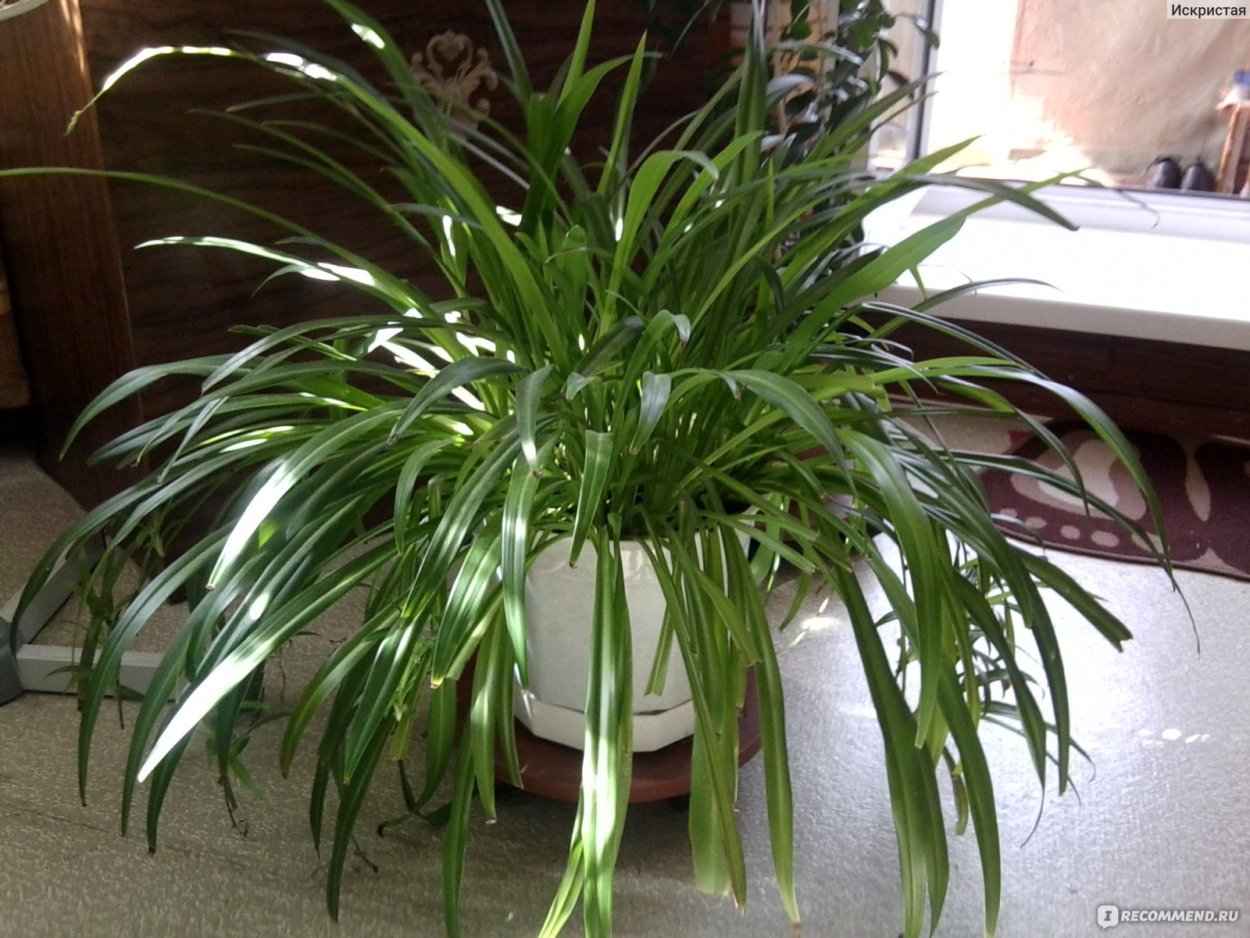 Хлорофитум Рео