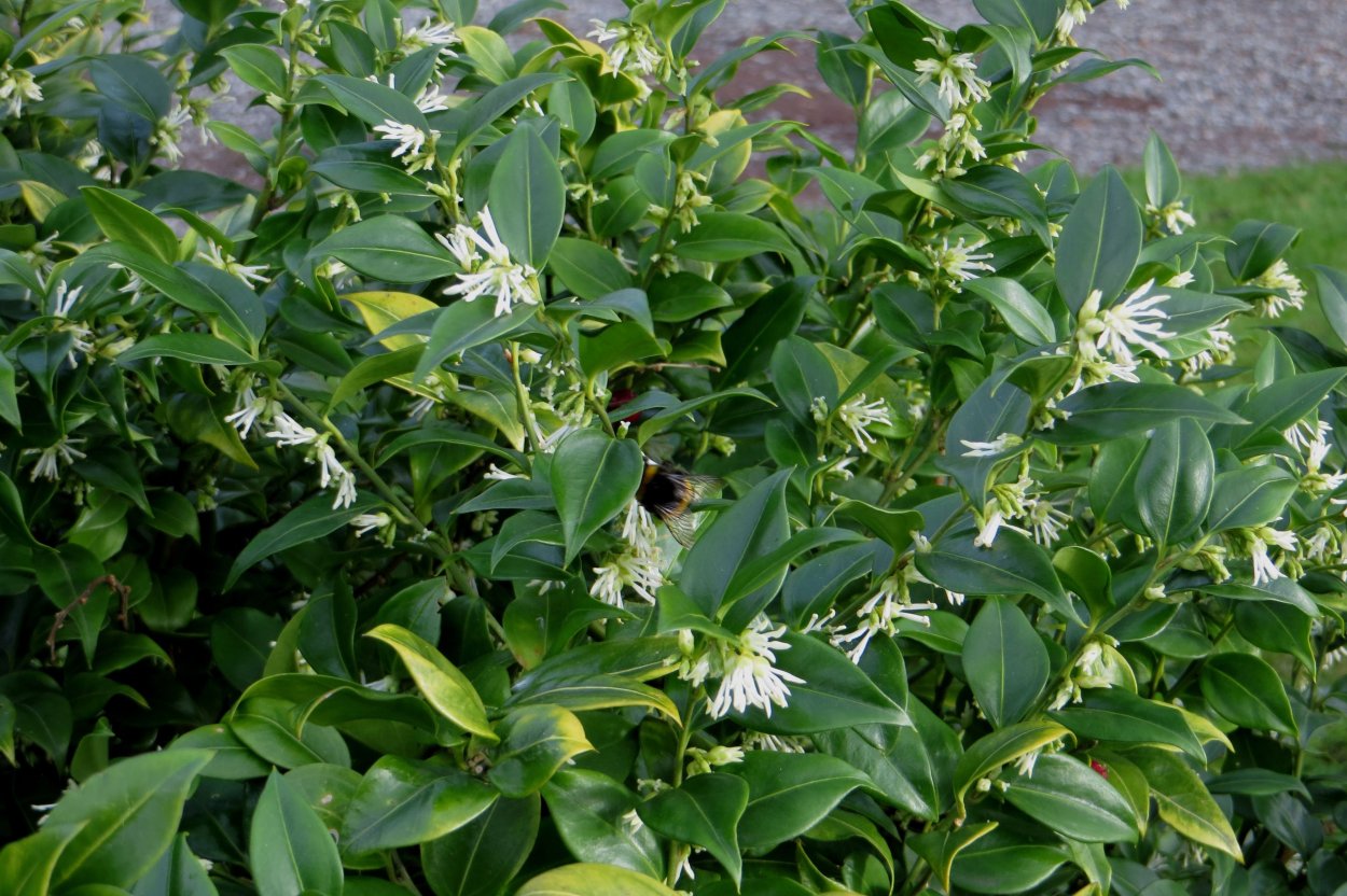 Саркококка Гукера