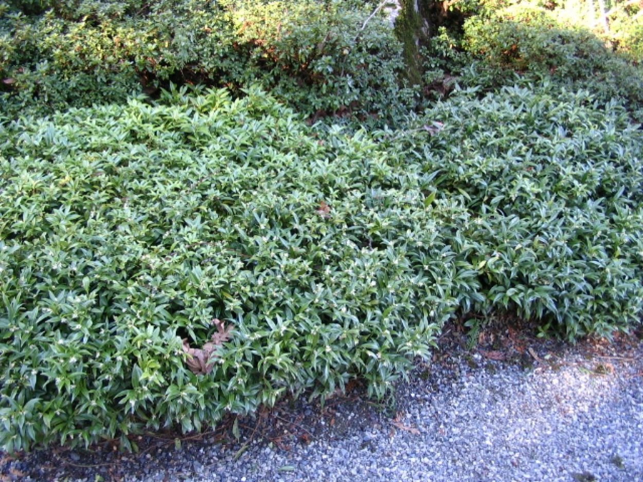 Sarcococca hookeriana