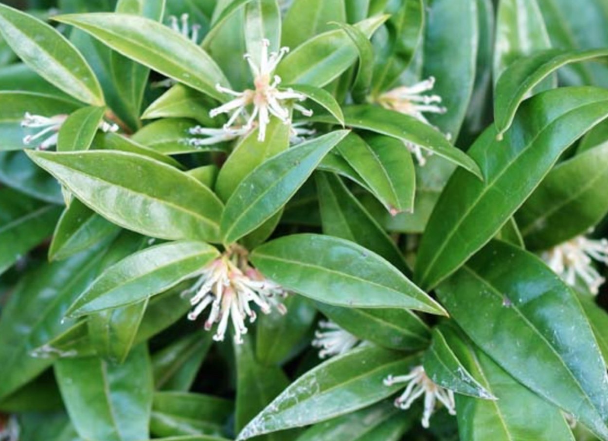 Саркококка иглолистая китайская