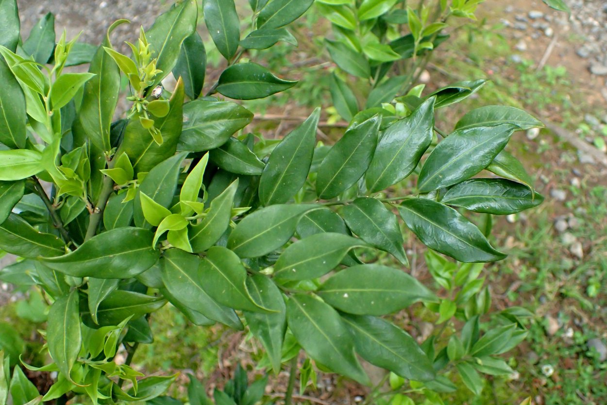 Самшит Саркококка